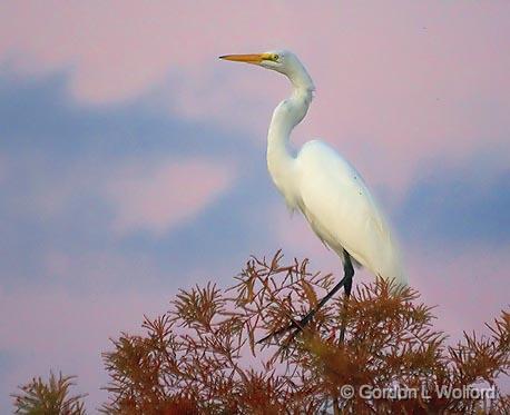 Egret In A Tree_25516.jpg - Great Egret (Ardea alba) at sunset, photographed near Breaux Bridge, Louisiana, USA.